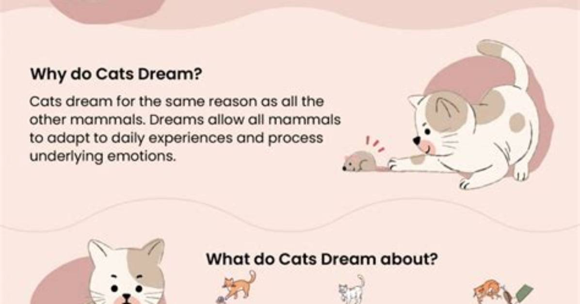 What Do Cats Dream About?