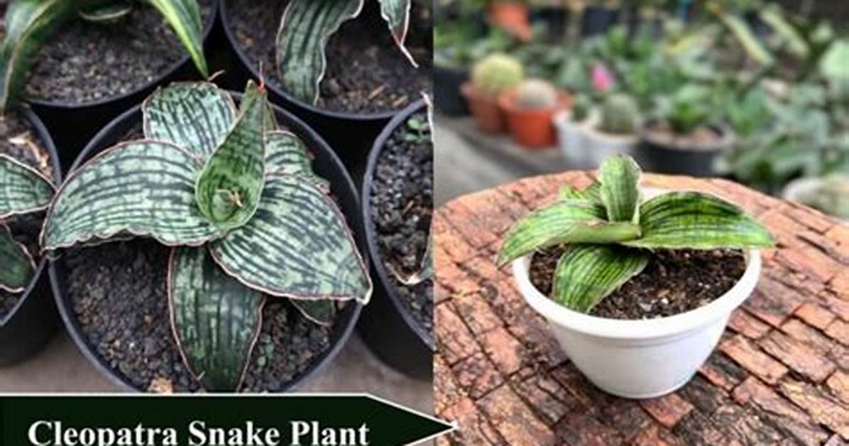 What Type of Plant Is Cleopatra on the Addams Family?
